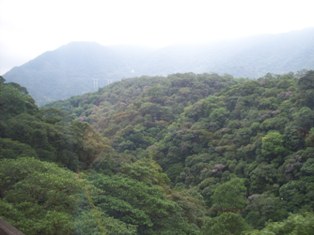Regenwald